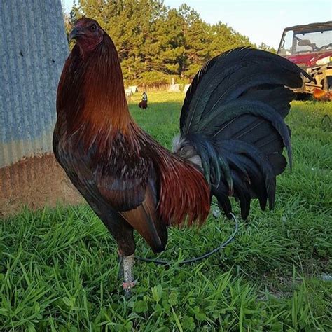 Lacy Roundhead Pinnon Hatch Farms 0 Lacy Roundhead Gamefowl Lacy Roundhead Gamefowl For information on availability or to order please give us a call Bruce Jones 573-881-4024 Mon-Fri 9 am - 5 pm CST ALL BIRDS. . Claret roundhead cross
